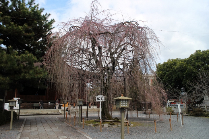 阿亀桜（おかめざくら）、ところどころ咲いていますがまだまだこれからです