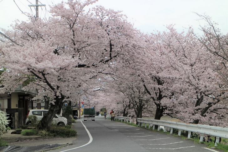 鴨川にある桜のトンネル