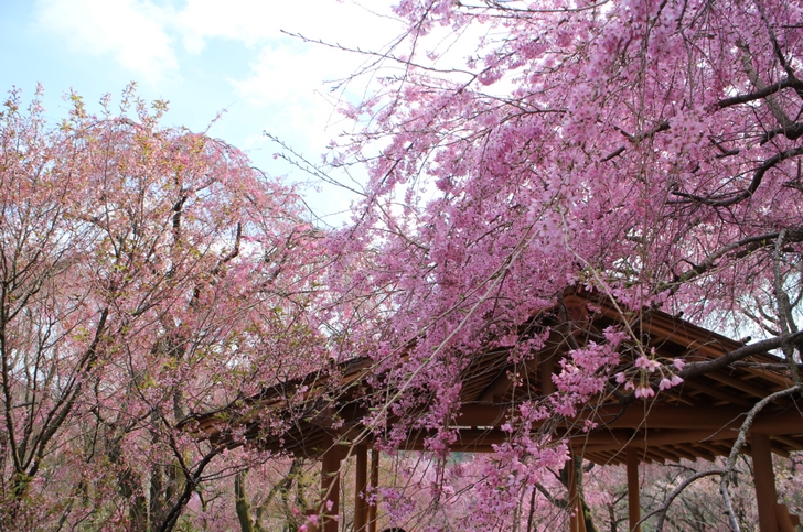 原谷苑の桜 17年4月 春の開花状況 京都のアクセスに駐車場や入場料は 京都のお墨付き