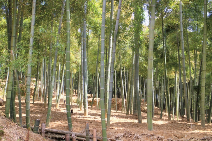 大原野（西京区）の竹林