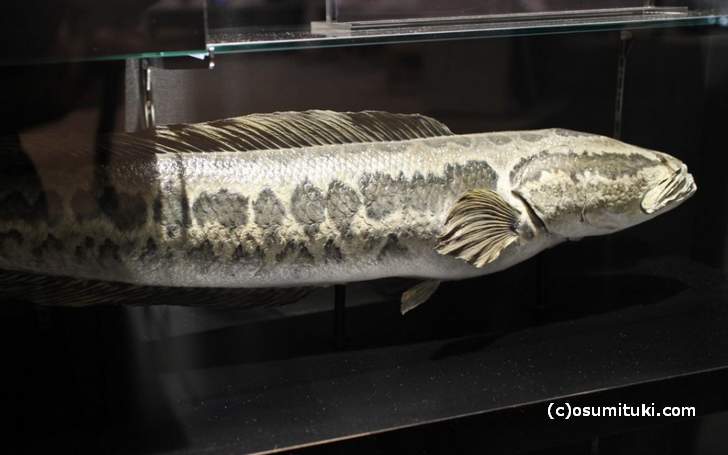カムルチー（全長80センチの魚で雷魚とも呼ばれる（戦前からいる肉食の外来種）