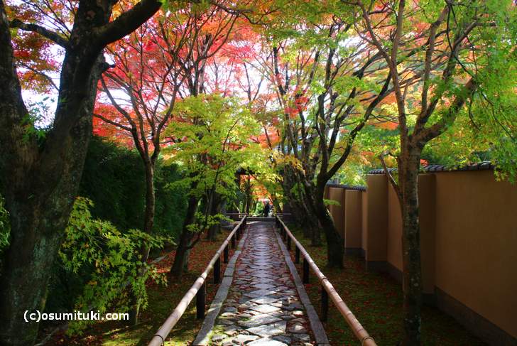 光悦寺の紅葉 17 京都 鷹峯 11月10日 13日まで一般拝観中止 京都のお墨付き