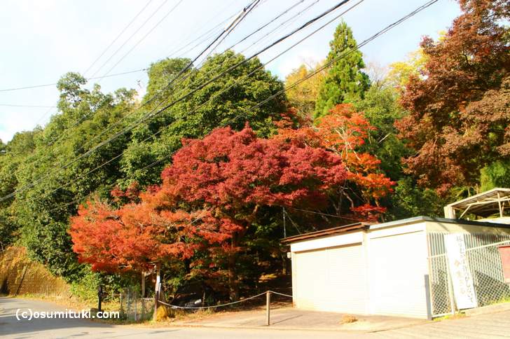 大徳寺讃州寺の紅葉 17 京都 鷹峯 誰も見に来ない紅葉 の穴場 京都のお墨付き