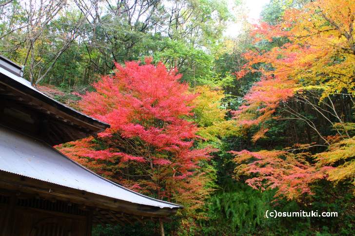 大徳寺讃州寺の紅葉（2017年11月9日撮影）