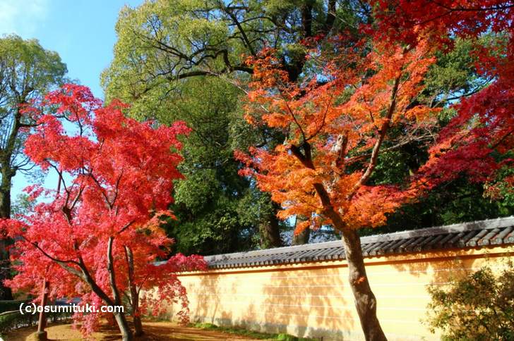 金閣寺 境内の紅葉 2017 ＠京都「秋の紅葉ピーク時」写真 - 京都の 