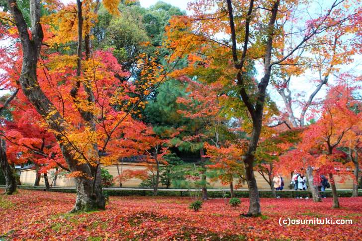 金閣寺 境内の紅葉 2017 ＠京都「秋の紅葉ピーク時」写真 - 京都の 