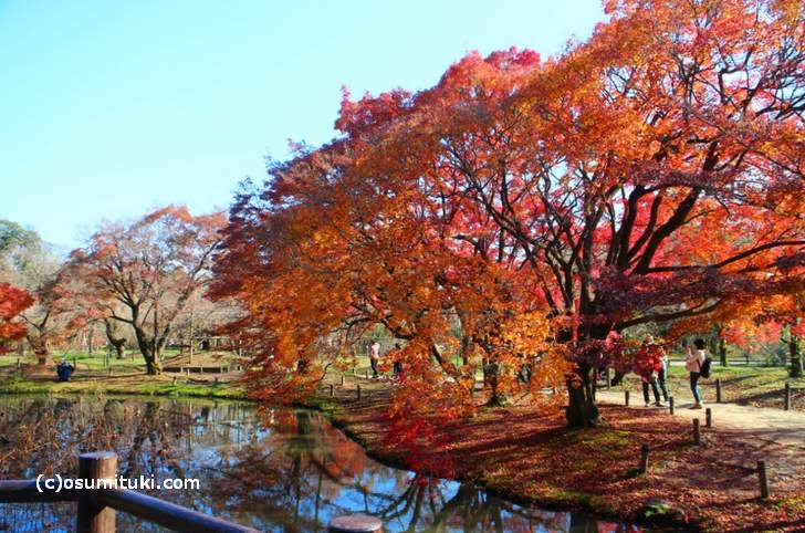 半木神社付近の紅葉（２）