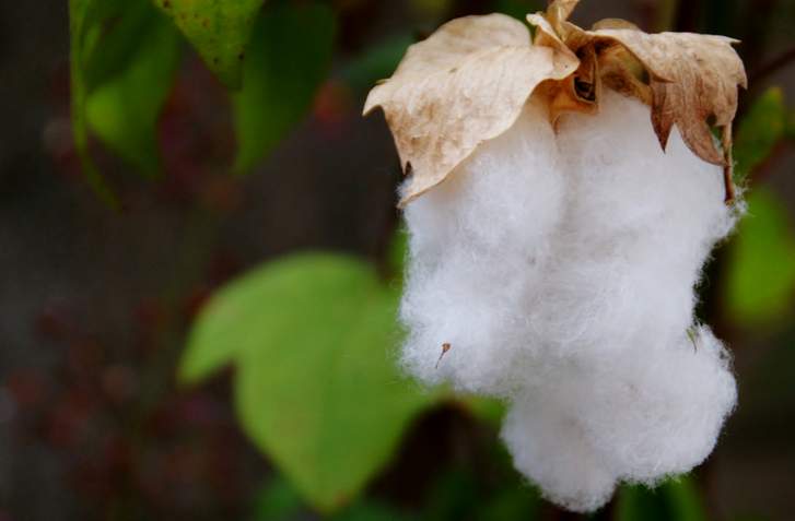 木綿から糸を紡ぎ、機織りして布を作ります