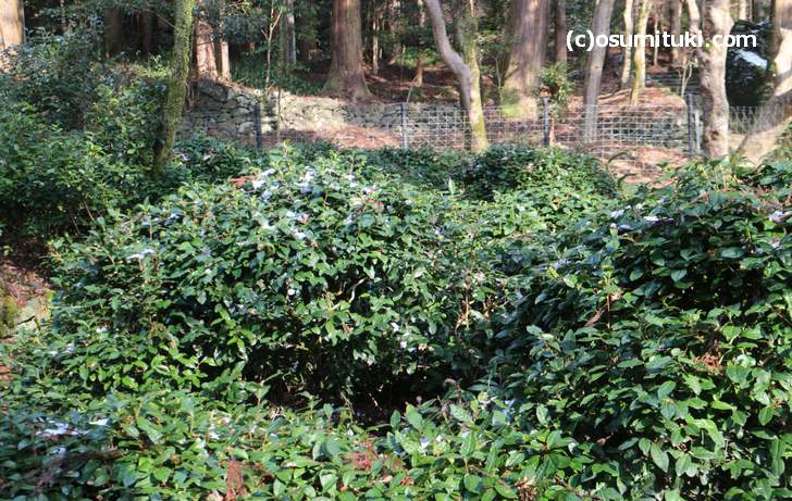 今でも栂ノ尾で栽培されている日本茶