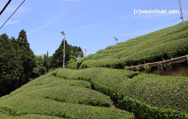 現在では京都の和束（わづか）が宇治茶の一大産地となっています