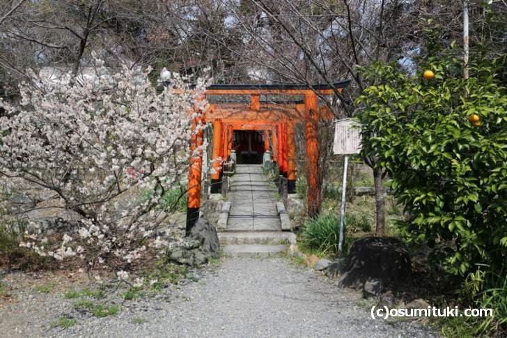 桜花祭の前に桜が咲いている 京都 平野神社 桜の開花情報18 京都のお墨付き