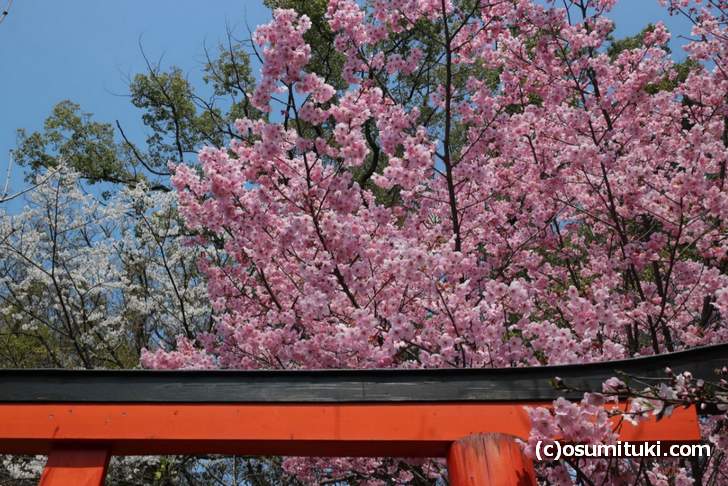2018年3月26日には満開になる桜もありました