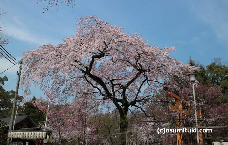 桜の公園は2018年3月27日に一斉開花しました