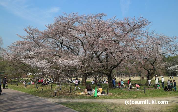 京都府立植物園 桜の開花状況 あと数日で満開 18年3月 京都のお墨付き