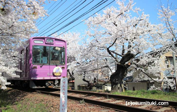 桜のトンネル 2018開花状況 京都 嵐電の超人気撮影スポット 京都のお墨付き