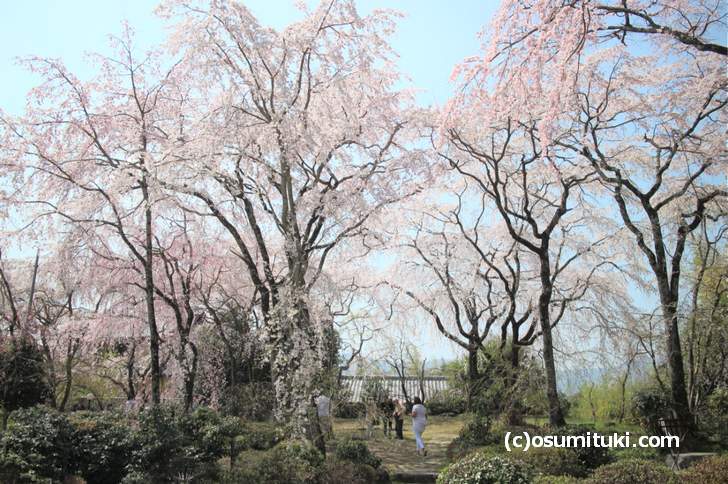 植藤造園の桜（2018年3月28日撮影）