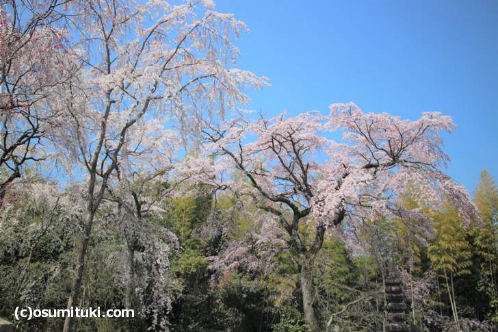 すでに満開となっている桜の木の下では地元の方が桜を鑑賞していました（2018年3月28日撮影）
