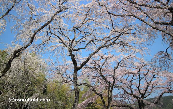 桜の木の下から撮影すると良い写真が撮れました（2018年3月28日撮影）