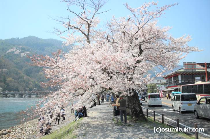 京都・嵐山「渡月橋」を望む北側の桜並木（2018年3月28日撮影）