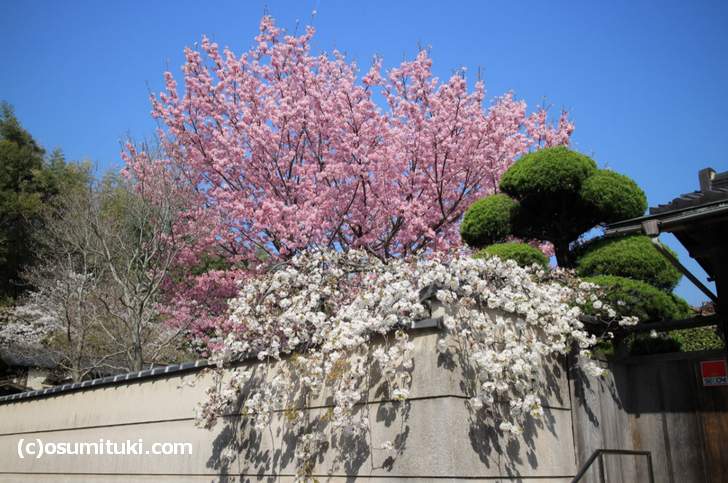 竹林の小径では個人宅の桜や天龍寺の桜を外から見ながら散策できます