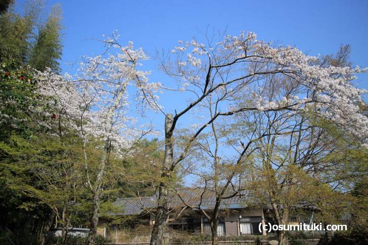竹林の小径の桜もすでに満開です（2018年3月29日撮影）