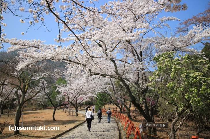 嵐山公園 亀山地区に到着！いきなり桜があります（2018年3月29日撮影）