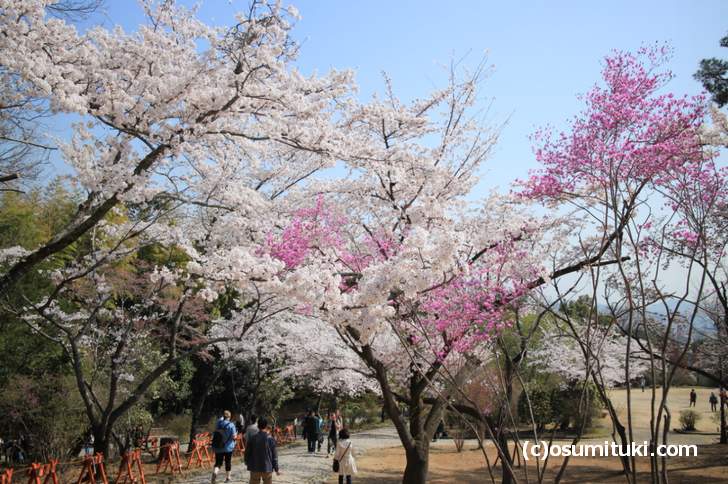 とても広い公園で桜がちょうど満開でした（2018年3月29日撮影）