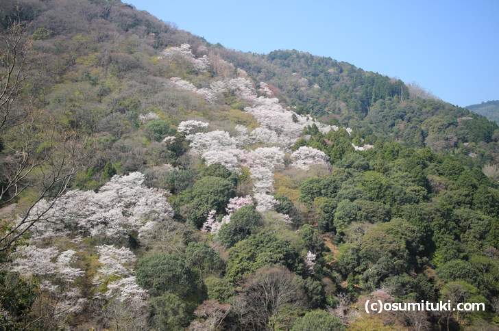 嵐山の「まだら桜」は満開でした（2018年3月29日撮影）