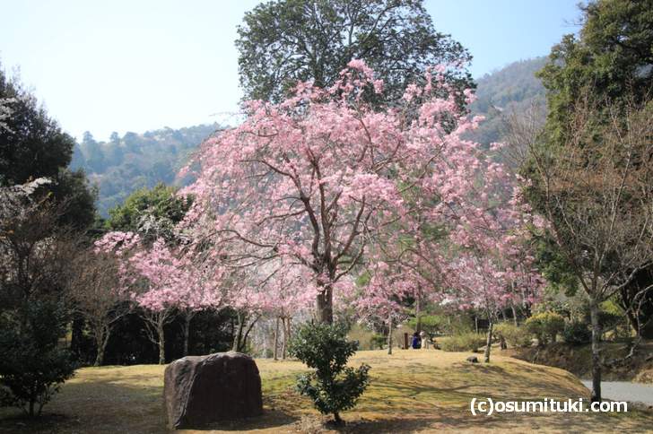 ピンクの桜、ここも撮影スポットです（2018年3月29日撮影）