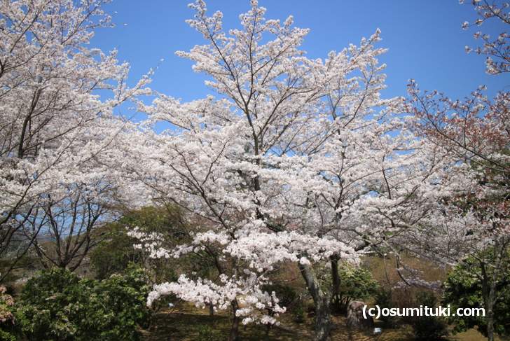 亀山地区では一番桜が多く植わっている場所に到着（2018年3月29日撮影）