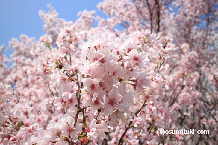 嵐山の亀山地区の桜は満開でした（2018年3月29日撮影）