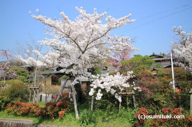 嵐山公園亀山地区の桂川沿いの桜はキレイなものが多いです（2018年3月29日撮影）