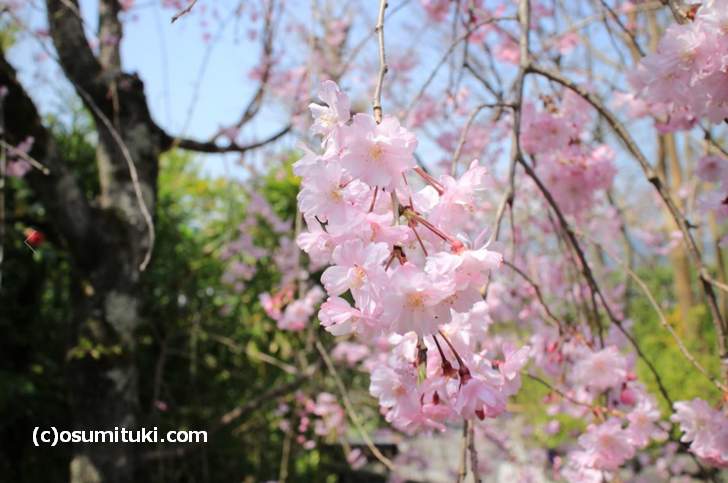 天龍寺付近の桜も満開でした（2018年3月29日撮影）