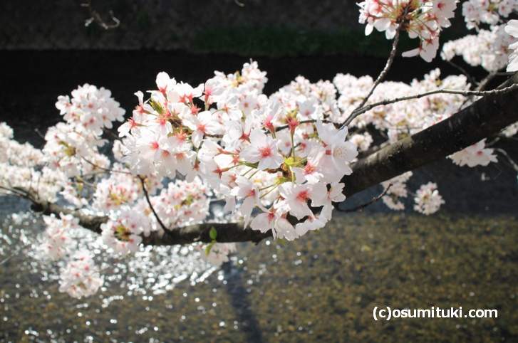 天神川に差し込む桜の花（2018年3月30日撮影）
