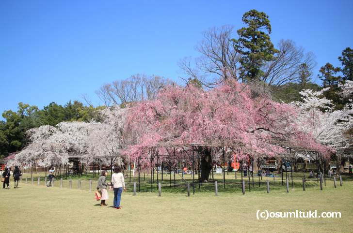 みあれ桜 御阿禮桜 18開花情報 京都 上賀茂神社 そうだ京都行こう にも登場した名桜 京都のお墨付き