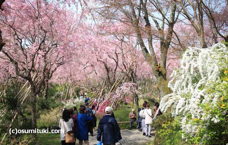 桜の名所 原谷苑 最速開花情報 19年版 京都のお墨付き