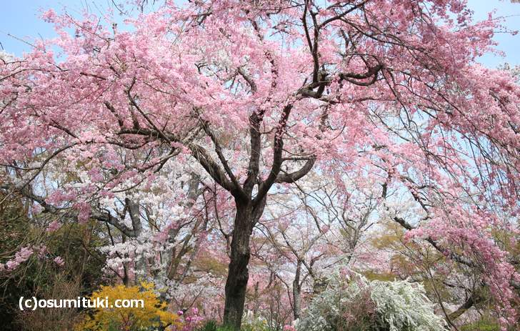 桜の名所 原谷苑 最速開花情報 19年版 京都のお墨付き