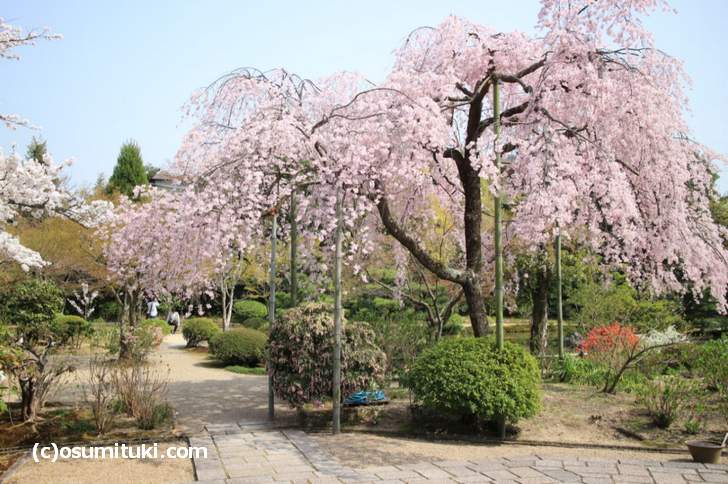 法金剛院 の桜 京都 花園 紅しだれ桜が満開 18年開花情報 京都のお墨付き