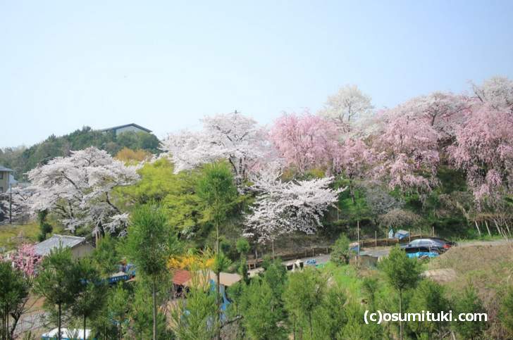 原谷苑 18桜開花情報 桜の一般公開は3月24日から 混雑具合や料金は 京都のお墨付き