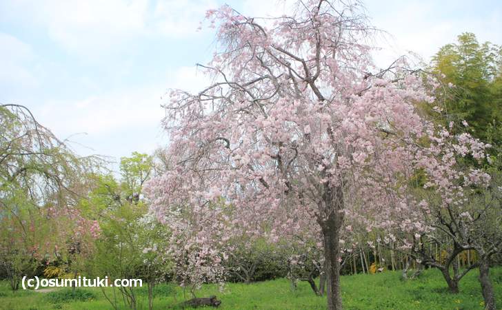 平安郷の枝垂れ桜はまだ咲いていました（2018年4月4日撮影）