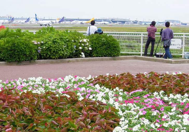 飛行機が見られる成田空港近くの「さくらの山公園」