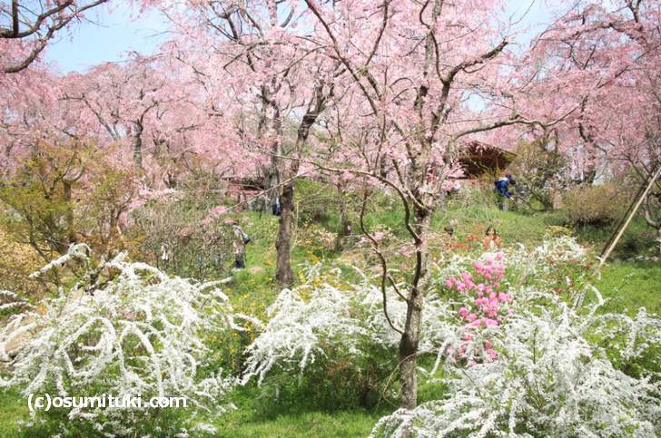 京都最強の桜の園「原谷苑」も紹介されるようです(2018年4月1日撮影)