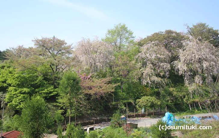 原谷苑 18桜開花情報 桜の一般公開は3月24日から 混雑具合や料金は 京都のお墨付き