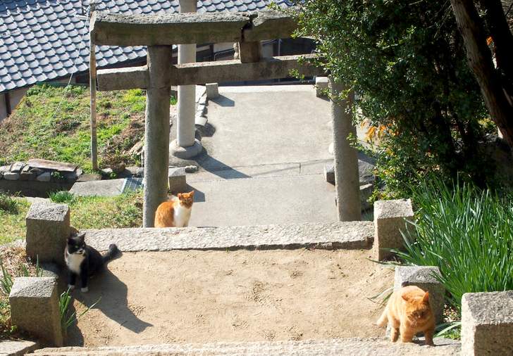 男木島は猫が多く住む島としても知られています