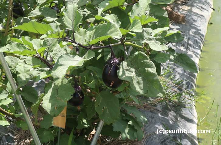摂津市の畑で栽培されている「鳥飼茄子」