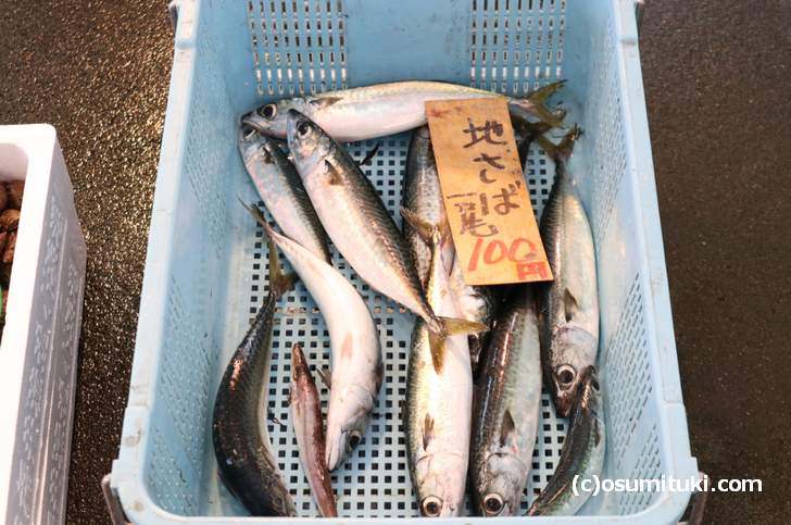 小浜港で水揚げされた天然物の地サバが1尾100円