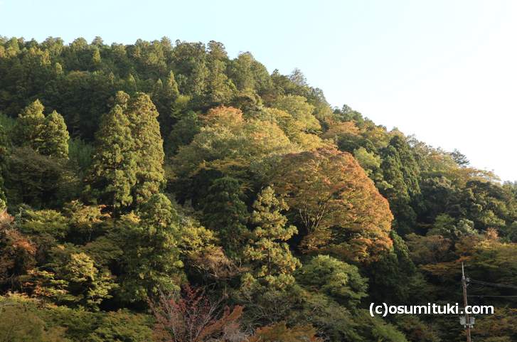 京都「高山寺」付近の紅葉(2018年10月29日撮影)
