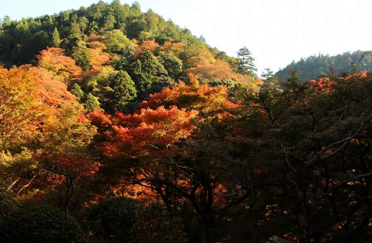高山寺の紅葉(ピーク時)