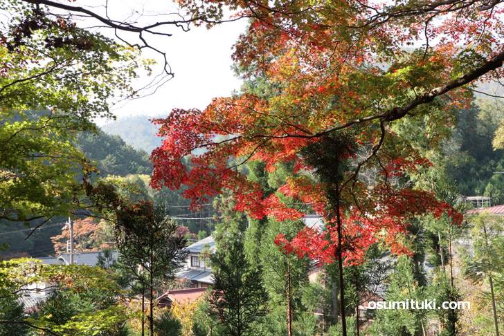 大徳寺讃州寺の紅葉(2018年11月10日撮影)