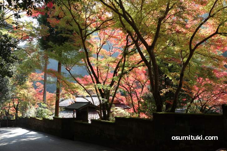 京都・鷹峯「吟松寺」の紅葉は見頃で、もう少しで全体が紅くなりそう(2018年11月10日撮影)